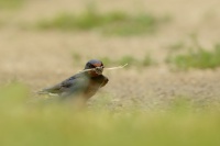 Vlastovka obecna - Hirundo rustica - Barn Swallow 5281